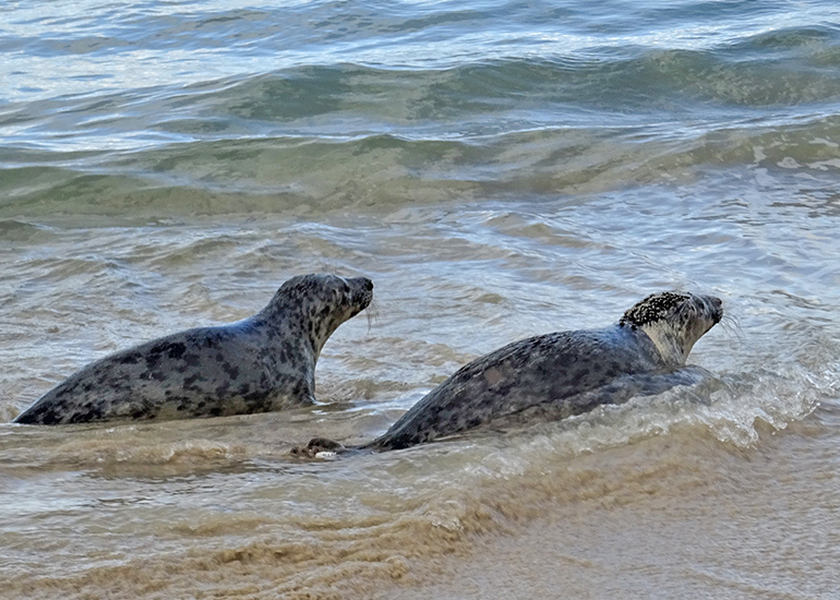 Seal Release - 30th November 2022 - Photo Credit - Denise Gent - BDMLR