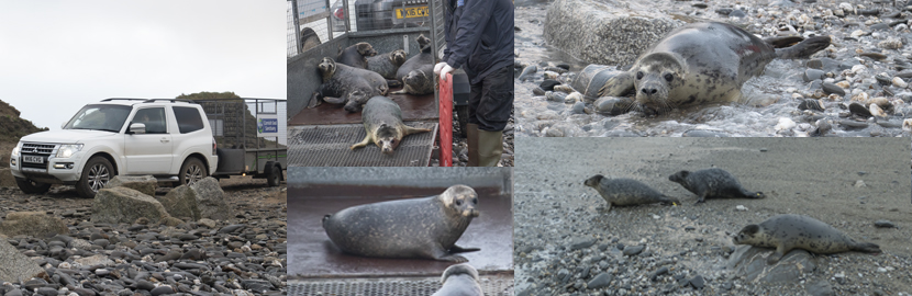 Seal Release - 30th December 2019