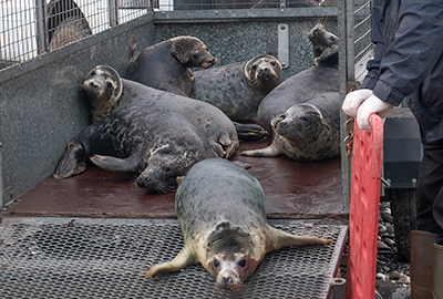 Seal Release - 31st December 2019