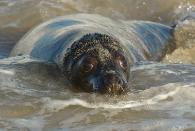 Seal Release - 9th January 2013