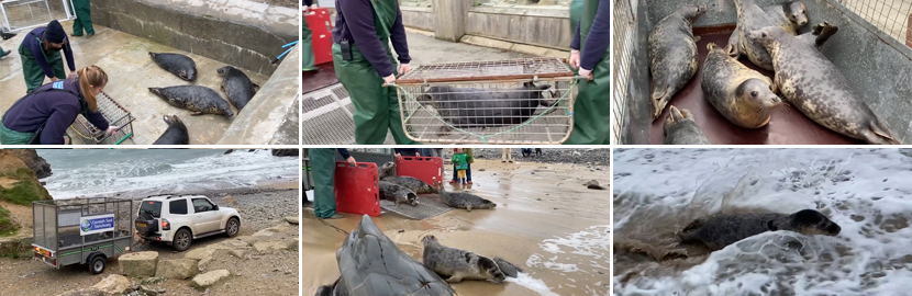 Seals released back into the wild on 15th December 2021
