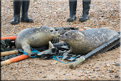 Seal Release - 17th November 2015 - A kiss goodbye