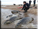 Seal Release - 17th November 2015