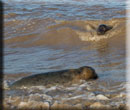 Seal Release - 19th September 2015