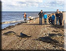 Seal Release - 19th October 2015