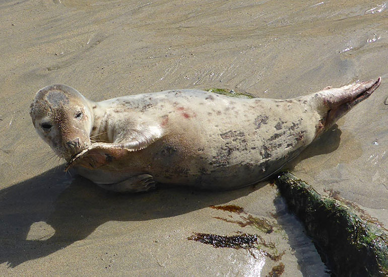 Seal Rescue - 22nd May 2016