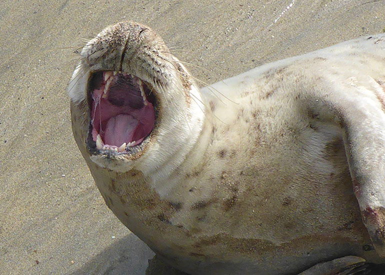 Seal Rescue - 22nd May 2016