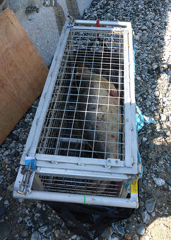 Seal Rescue - 22nd May 2016