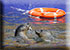 Seals
