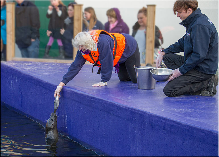 Resident Seals
