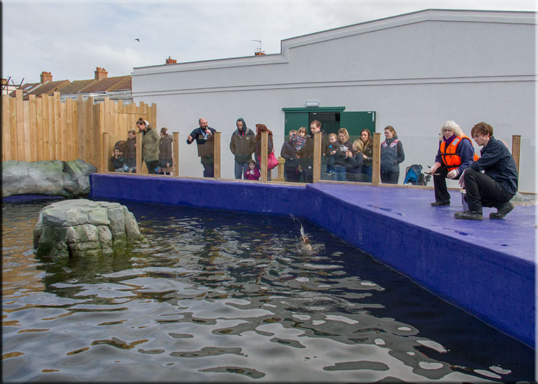Resident Seals