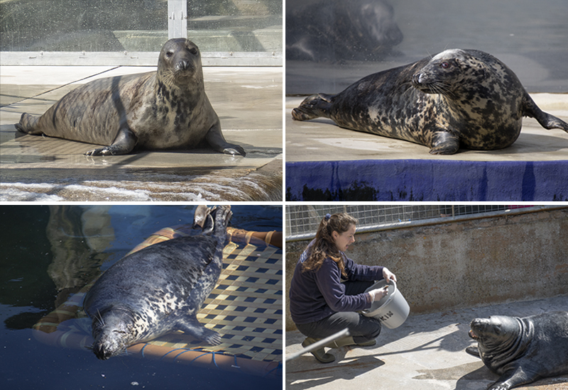 Seals