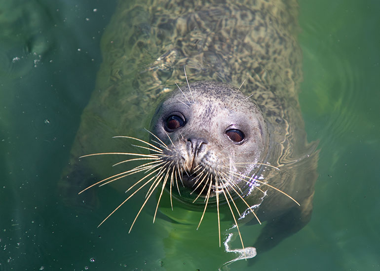Amber - Resident Common Seal