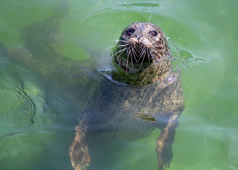 Macey - Resident Common Seal