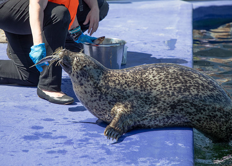 Pippa - Resident Common Seal