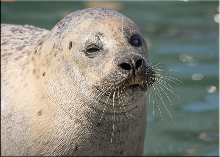 Resident Seals