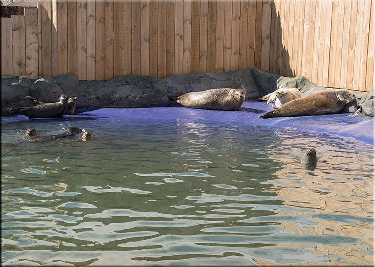 Resident Seals