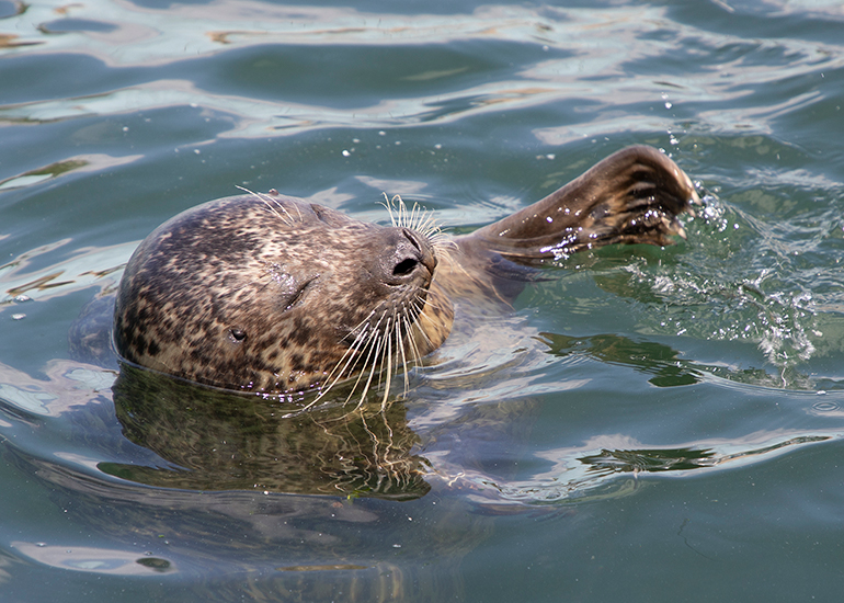 Seals