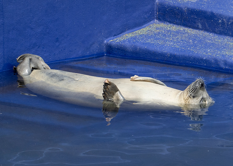 Sally - Resident Seal