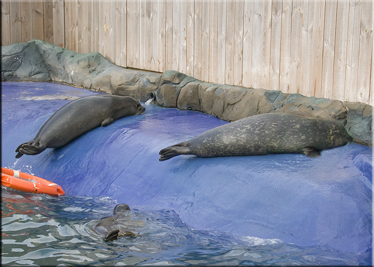 Resident Otters
