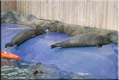 Seals