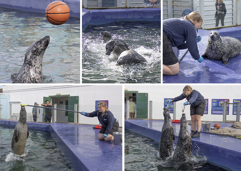 Resident Seals