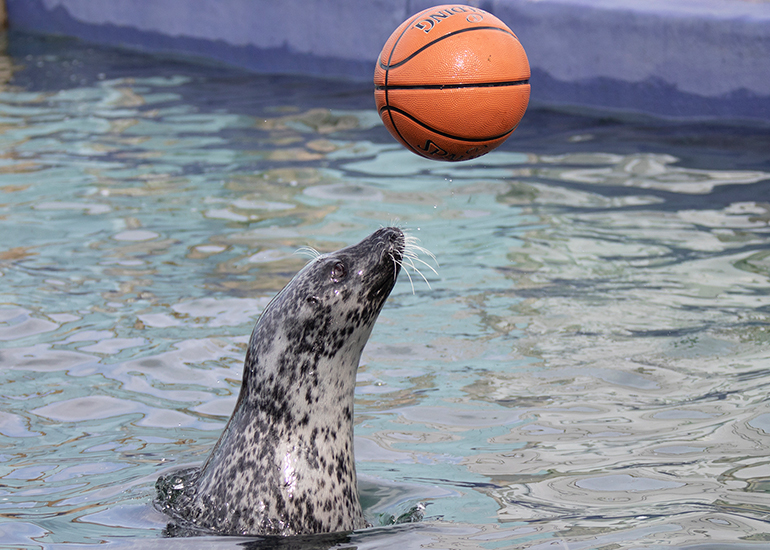 Resident Seals