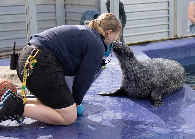 Resident Seals