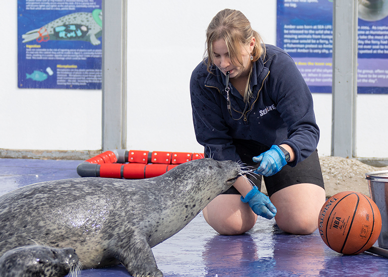 Resident Seals