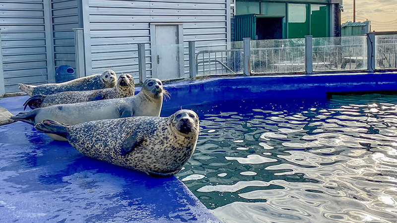 Macey, Pippa, Lora and Tyne