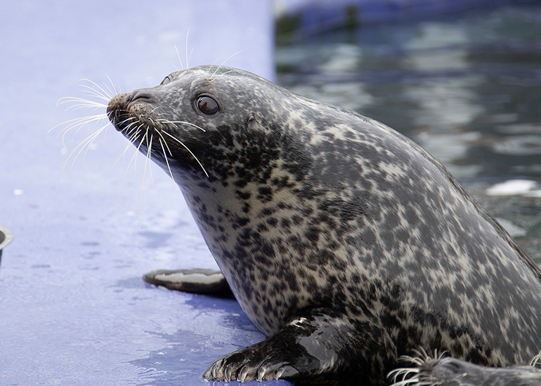 Common Seals