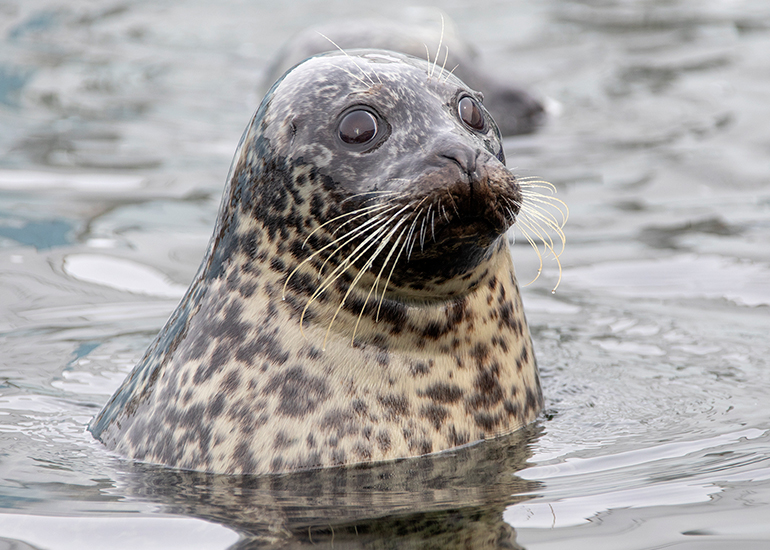 Common Seals
