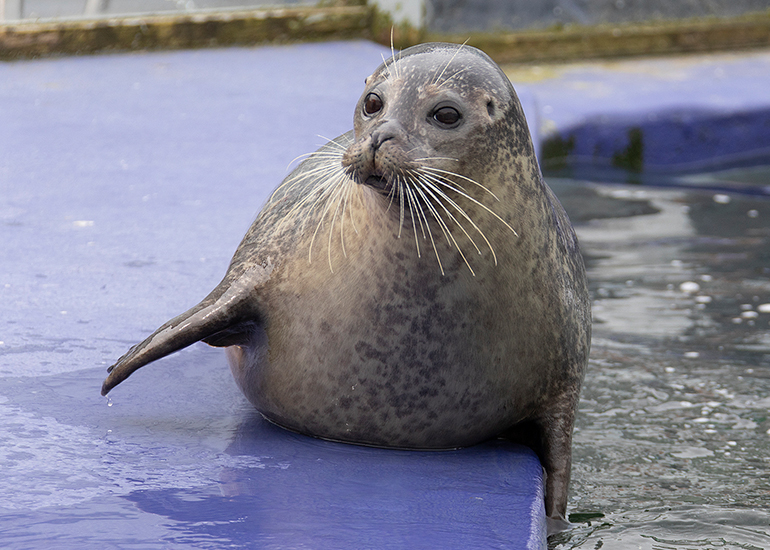 Common Seals