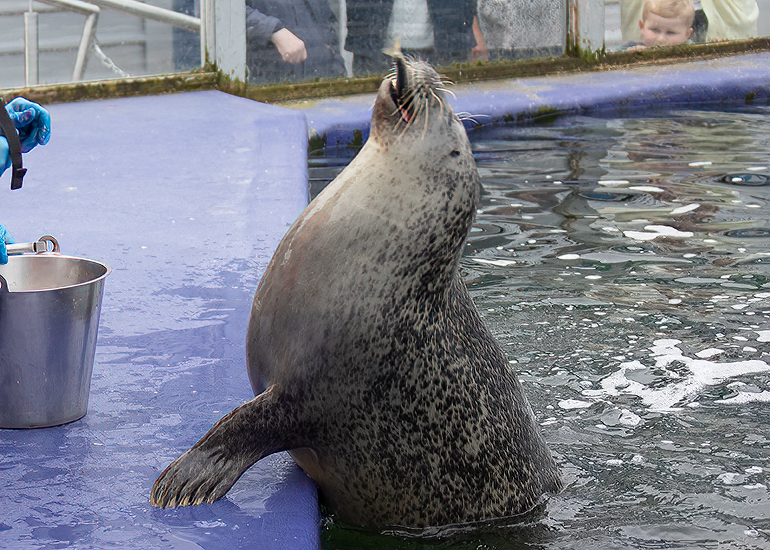 Common Seals