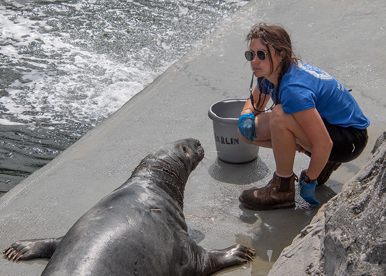 Resident Seals