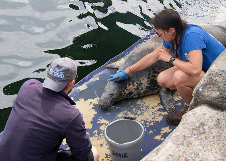 Resident Seals