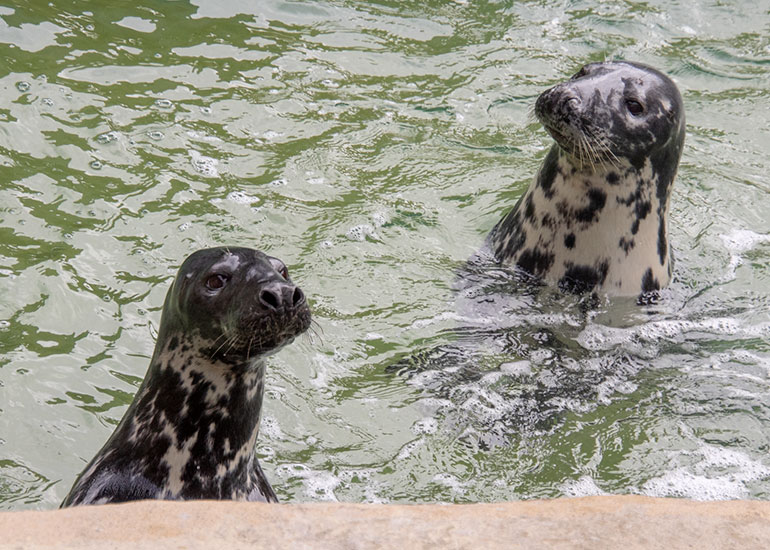 Resident Seals