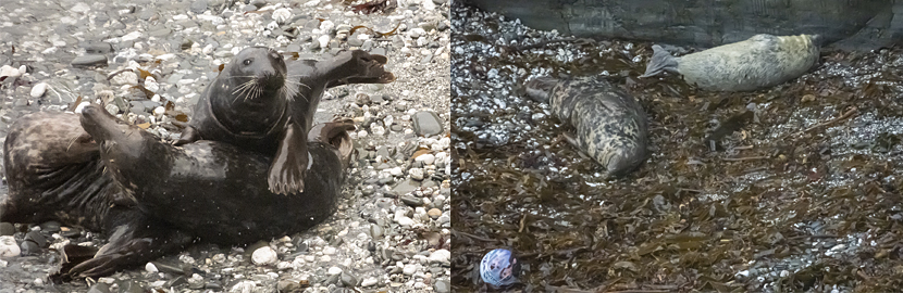 Seals in the wild!