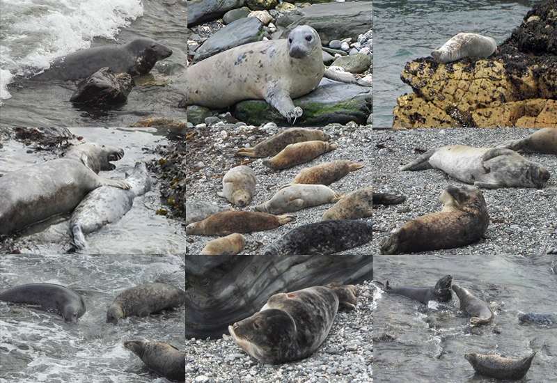 Seals in the Wild