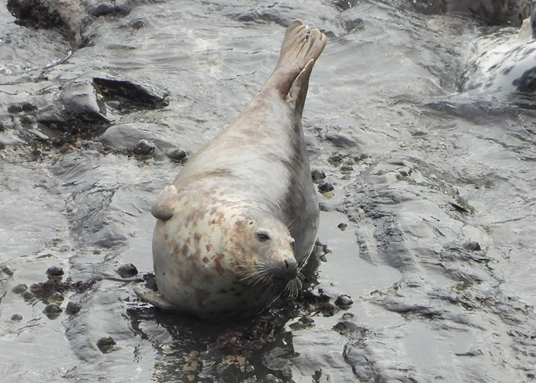 Seals in the Wild - 19th April 2024