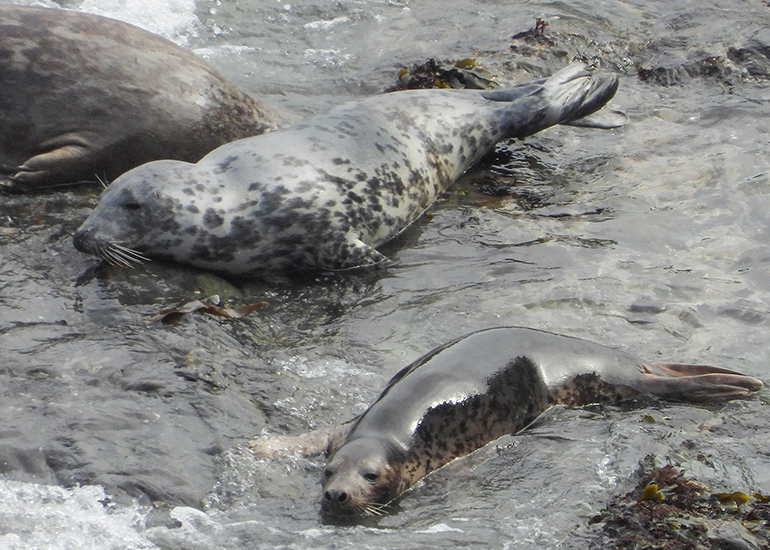 Seals in the Wild - 19th April 2024