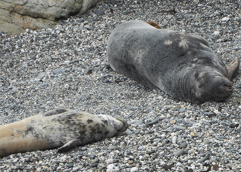 Seals in the Wild - 19th April 2024