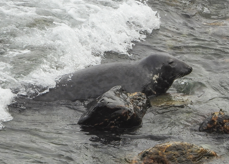 Seals in the Wild - 19th April 2024