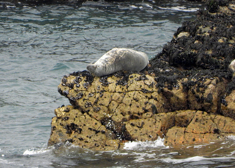 Seals in the Wild - 19th April 2024