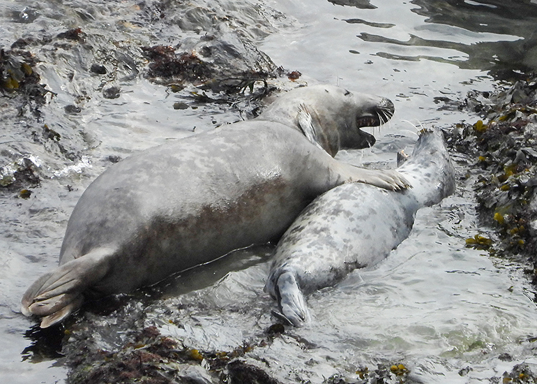Seals in the Wild - 19th April 2024
