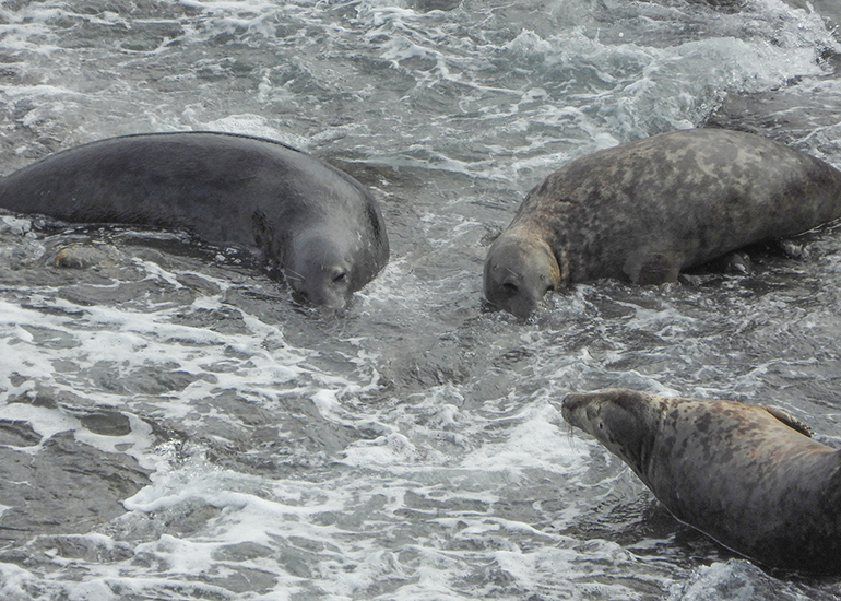 Seals in the Wild - 19th April 2024