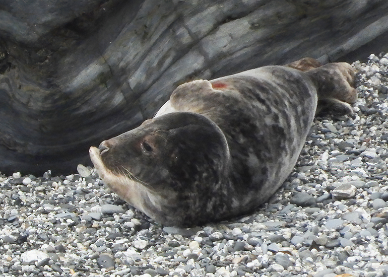 Seals in the Wild - 19th April 2024