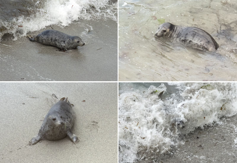 Seals in the Wild