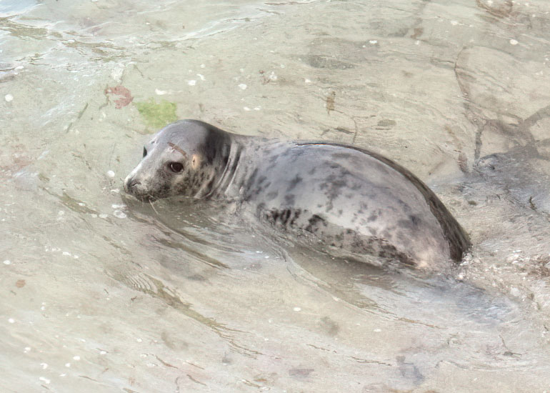 Seals in the Wild - July 2024