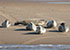 Seals in the Wild